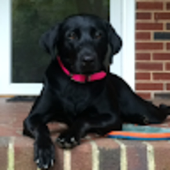 Meet your Posher, Taylor - Picture 1 of 1